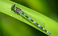 Variable Bluet (Female, Coenagrion pulchellum)